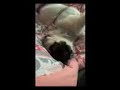 Two funny pugs