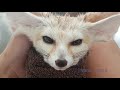 How to Bathe a Tiny Fox