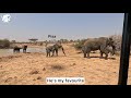 Lundi Versus Some Very Stubborn Rhinos | Flashback to Elephant Escapades at the Waterhole