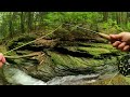 Go Native - BROOK TROUT Fly Fishing Pennsylvania Mountain Stream