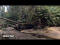 El YUNQUE National Rainforest, Puerto Rico 국립 열대우림, 푸에르토리코 El YUNQUE