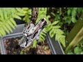 Rooting Grape Vine Cuttings: Free Allotment Prunings to Lush Container Growth!