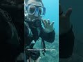 Scuba Diving in the Great Barrier Reef #greatbarrierreef #australia #scubadiving #shorts