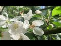 THE BEAUTIFUL TREE OF APPLE  | IT’S AMAZING