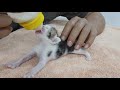 5-day kitten drinking milk is so cute .rescue the kittens - protect the cats