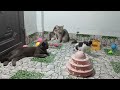 CLASSIC Dog and Cat Videos 🐶 😹 1 HOURS of FUNNY Clips