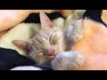 お布団に入ってぐっすり寝てる猫（アメショーのミイちゃん） sleeping cat