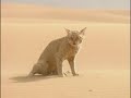 Desert Animals | Documentary