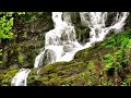 Peaceful Piano Music & Forest Birdsong Nature Sounds