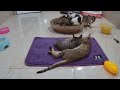 Funniest Animals 2024 😂 Best Funny Cats and Dogs 😻🐶 Part 01 | Cute Baby Animals