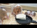 When a baby hamster eats tofu for the first time, the mother hamster...