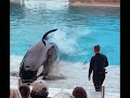 Killer Whales These three girls are very much up for a demonstrations