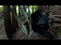 Big Sur Homestead the Trees of Life