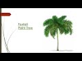 27 PALM PLANT /PALM TREE VARIETIES