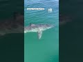 Great white shark spotted off Maine coast