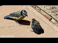 Birds Of The Amazon Rainforet | Colorful Bird 4K With Relaxing Music