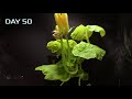 Growing Pumpkin Plant from Seed to Flowers (50-day Time Lapse)
