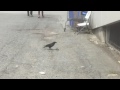 Two Crows Beat A Rat To Death