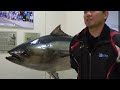 How Fish Farmers Raise Millions of Bluefin Tuna Every Year