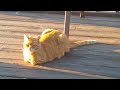 Sunny orange cat loaf! (cat cam series)