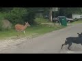 Deer vs. Dog