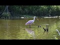 DSC 2317 Huntely Meadows Park Virginia July, 10, 2021 Rosette Spoonbill feeding in the shallows.