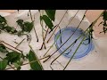 Caring for Luna Moth Caterpillars Week 4| Video 5