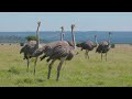 Birds of Lemek Conservancy - Spirit of Tembo, Kenya