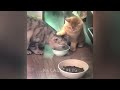 🐶 TRY NOT TO LAUGH 🐱 Funniest Animals 2024 😆