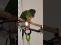 Conures Preening Each Other