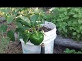 First Fruit on my Overwintered  Bell Pepper Plant