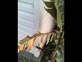 banana tree updates!