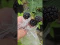 You CAN Grow Berries in Tropical South Florida