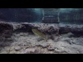 Ginnie Springs 5-23-17