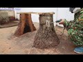 2 Coconut-stumps Waste Never Wins: Transform Of 500-Year-Old Antique Stumps Into Table and Chair Set