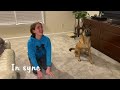 I for Incredible  - 15 dog tricks