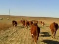 Moving Cattle in South Dakota