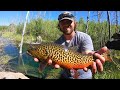 FLY FISHING the Prettiest TIGER TROUT I’ve Ever Seen!! ( Catch & Cook)