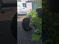 Chat with a neighbourhood cat