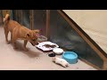 Funniest DOGS and CATS 2024 - Funny videos Animals - Funny PETS collection P2