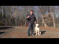 Winston Salem Dog Training | American Bulldog Puppy Training - Two Jay