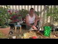 Guinea pigs go crazy for water melon