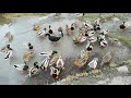 Feeding cooked rice to the ducks