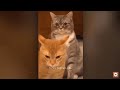 Funniest Animals 😄 New Funny Cats and Dogs Videos 😹🐶