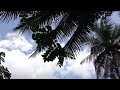 Moments In Nature | The Home Jungle | Wild Jungle Relax | Nature Forest Travel