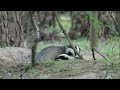 Grævling hygge ved hulen//Dansk naturfilm//Grævling//Badger//Grævlinger//naturfilm//