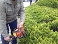 Tăiere gard viu  (Buxus )06.05.2021