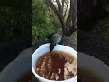 ALPHA TUI - FEEDING TIME 01