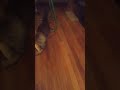 Zaku Kitty Playing with Rubber Ball
