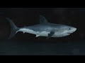 Great White Shark vs Tiger Shark: Who Would Win?